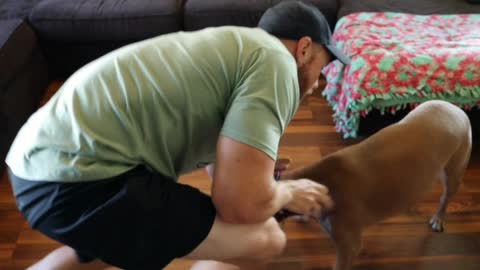 How To Workout With Pets