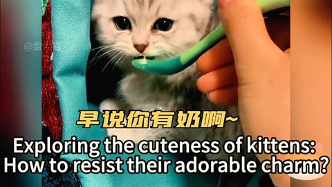 Exploring the cuteness of kittens: How to resist their adorable charm?