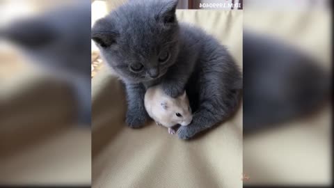 Baby Cats: 42 of the Cutest and Funniest Cat Videos | Aww Animals