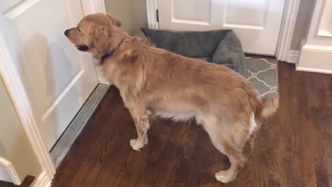 Golden Retriever meets his new puppy sister