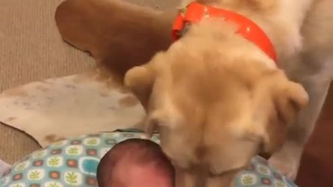 It can be seen that this dog loves this child very much