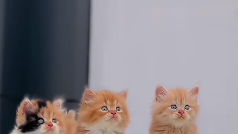 Cute amazing cat video