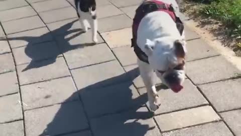 Grumpy Bulldog ADORES Cat Brother & Only Walks With Him | The Dodo
