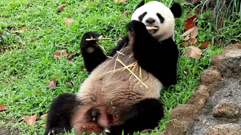 panda bear eating bamboo