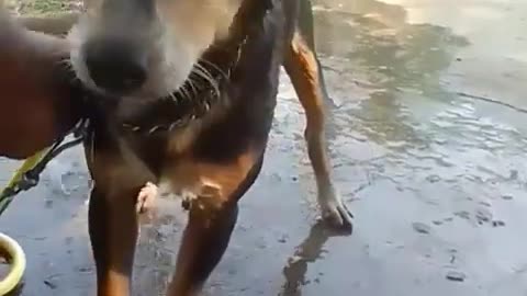 Dog funny video