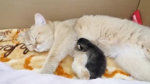 Looking back at the mother cat holding a kitten in her mouth