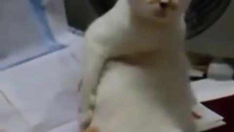 gato com Coceira