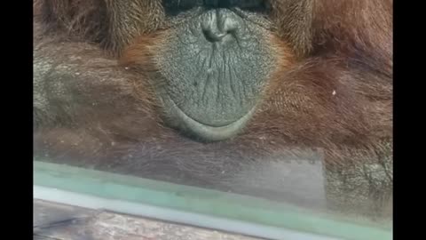 orangutan enjoys art #😍