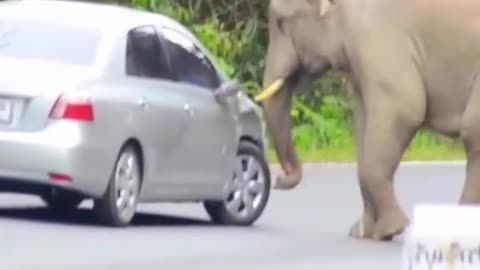 Angry Elephant Destroying a Car Shocking Scene