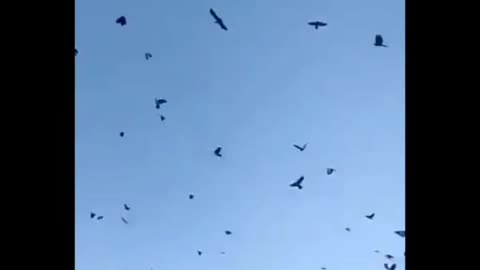 How to SUMMON CROWS!