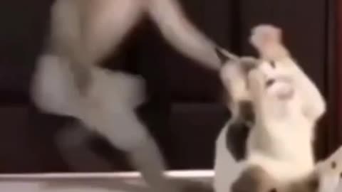 Funny cat vs monkey