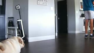 Pug Calls Out Owner For Farting