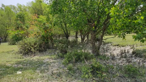 Visiting a very beautiful green forest for freshness.