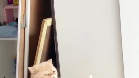 😹Raising Kittens Is Like A Non-Stop Comedy Show🤩 | Animals LOL Moments #funnycats #funnyanimals