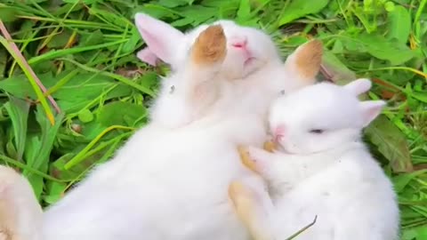 Cute little rabbits 🥕🐰🐇