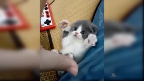 Baby Cats: 57 Funniest and Cutest Cat Videos | All Animals All Animals