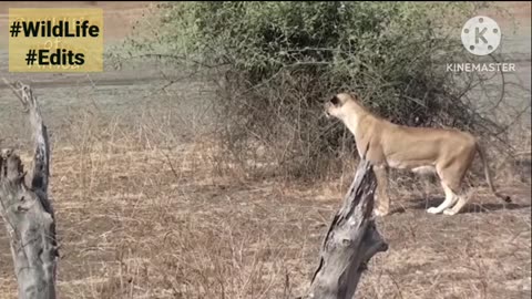 Lion Attack zebra