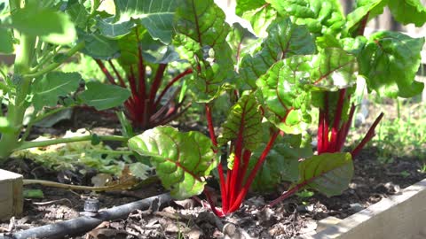 How to Grow Lots of Swiss Chard from Seed to Harvest