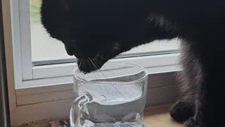 Cosmo the cat having a sip of water with her paw!