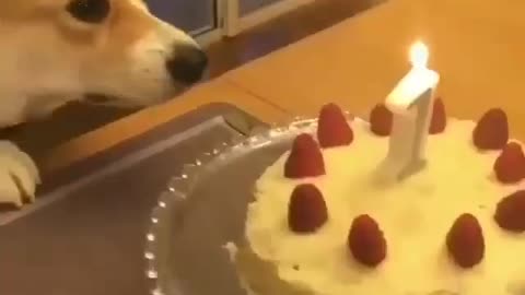 Cute dog is celebrating birthday