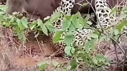 wildlife animal Cheetah attack tiger🐅🐂