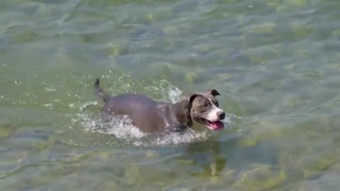 Dog Lake Swim Puppy Pet Animal Canine Friend