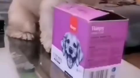 Funny dog dropping stuff