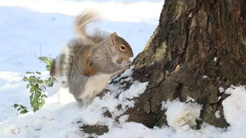 Beautiful Squirrel - Cute - Funny animals