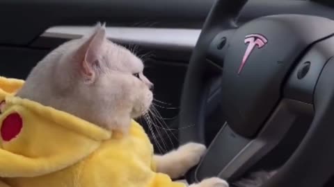 Funny cat driving 🤣