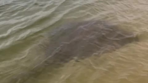 HUGE stingray spotted on New York City Beach
