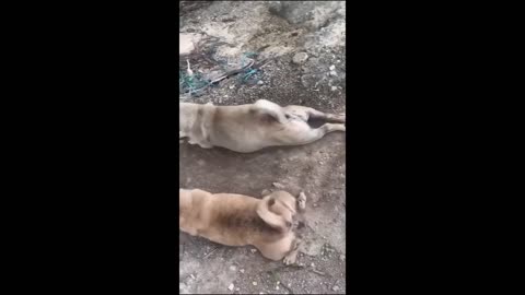 Funny animal videos 2023 - Funny cats/dogs - Funny animals - Part1