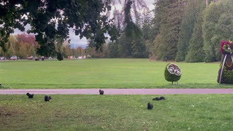 Five squirrels playing on the ground