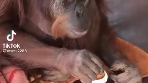 Eating like human