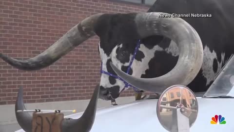 Car with giant bull as a passenger…