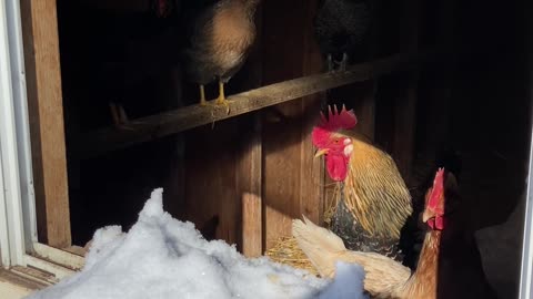 The chickens say no to snow