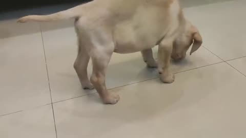 Labrador puppy training