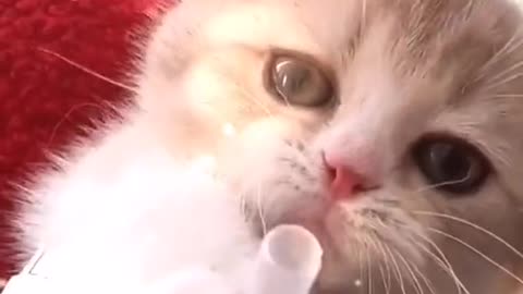 The cutest suckling cat