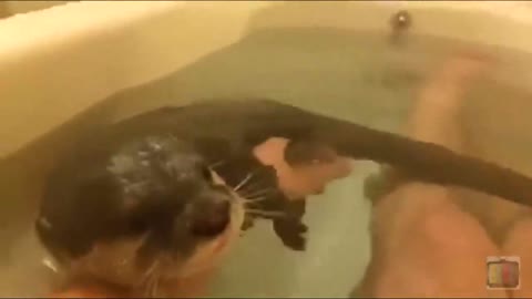 Pet Otter Swimming in the Tub with Owner