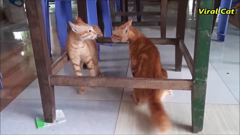 VIRAL CAT WAR FIGHT