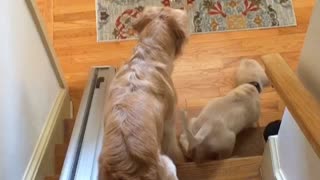 French Bulldog refuses to let Golden Retrievers pass on stairway