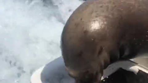 Pancho the Seal Eats Leftover Bait