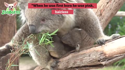 Koala joey at Healesville