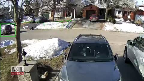 Dog Stops Car to Help
