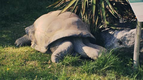 Aldabra Giant Tortoise Giant Tortoise Tortoise 🌴🌴