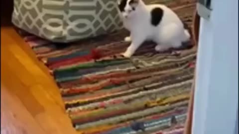 cat funnt videos