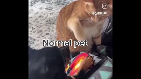 Funny Cats and Dogs Compilation Funniest Cats and Dogs comedy Animal Videos normal pet #1 @foryou