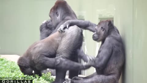 Gorilla love making video