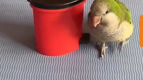 Amazing All Rounder Parrot 🦜 🙌 ❤️