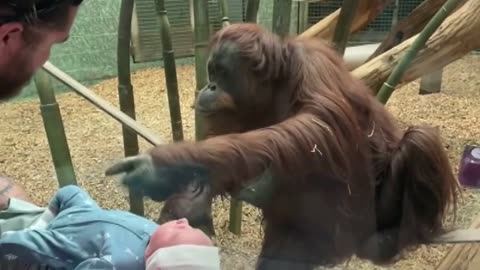 Louisville zoo gorila wants to see baby