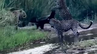 honey badgers good at fighting 😱😱😱